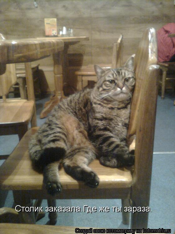 Столик заказала.Где же ты зараза.... Котоматрица: Столик заказала.Где же ты зараза.