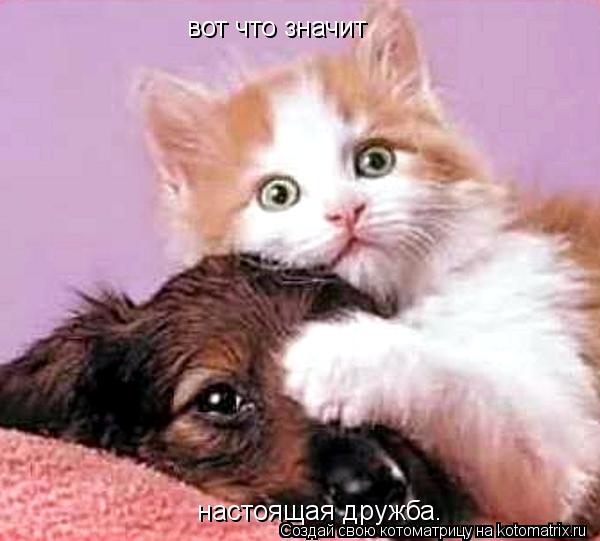 вот что значит настоящая дружба.... Котоматрица: вот что значит настоящая дружба.