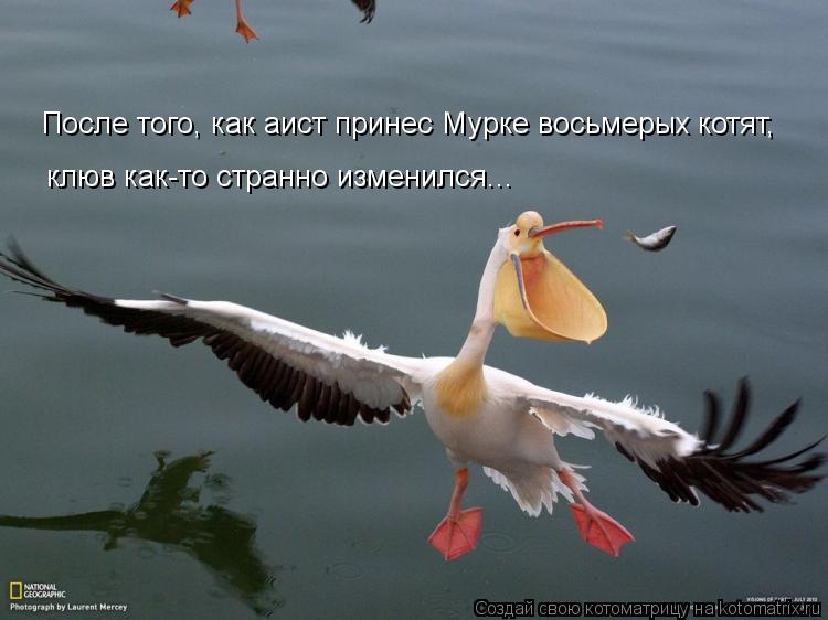 После того, как аист принес Мурке восьмерых котят, клюв как-то странно изменился...... Котоматрица: После того, как аист принес Мурке восьмерых котят, клюв как-то странно изменился...