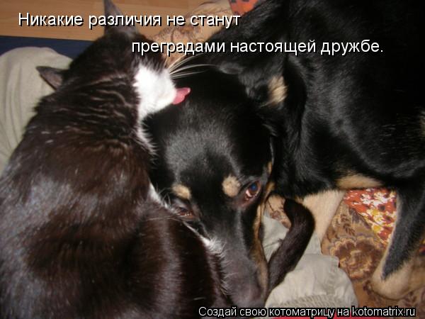Никакие различия не станут преградами настоящей дружбе.... Котоматрица: Никакие различия не станут преградами настоящей дружбе.
