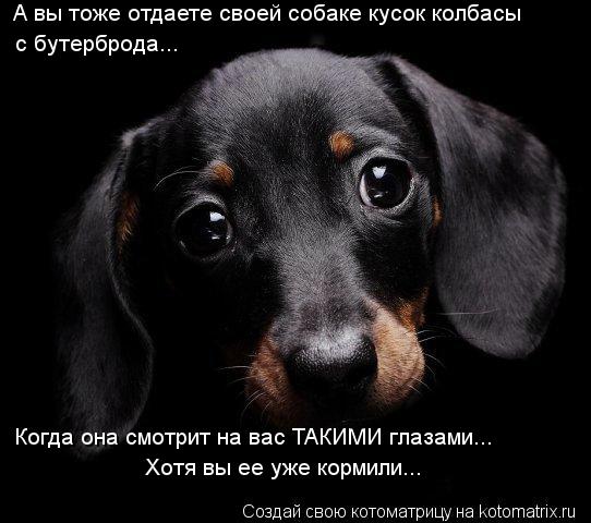 А вы тоже отдаете своей собаке кусок колбасы с бутерброда... Когда она смотрит на вас ТАКИМИ глазами... Котоматрица: А вы тоже отдаете своей собаке кусок колбасы с бутерброда... Когда она смотрит на вас ТАКИМИ глазами... Хотя вы ее уже кормили...