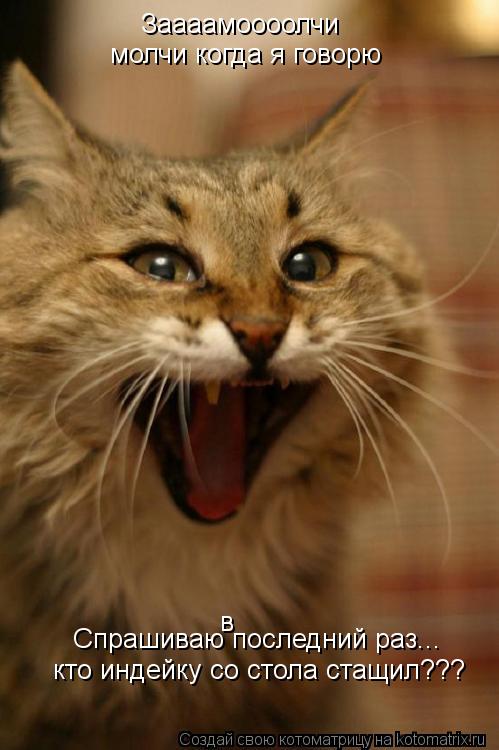 Заааамоооолчи молчи когда я говорю Спрашиваю последний раз... в кто индейку со стола стащил???... Котоматрица: Заааамоооолчи молчи когда я говорю Спрашиваю последний раз... в кто индейку со стола стащил???