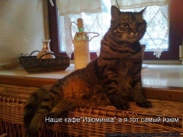 Наше кафе''Изюминка'',а я тот самый изюм... Котоматрица: Наше кафе''Изюминка'',а я тот самый изюм