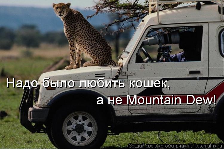 Надо было любить кошек, а не Mountain Dew!... Котоматрица: Надо было любить кошек, а не Mountain Dew!