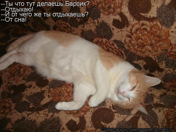 --Ты что тут делаешь,Барсик? --Отдыхаю! --И от чего же ты отдыхаешь? --От сна!... Котоматрица: --Ты что тут делаешь,Барсик? --Отдыхаю! --И от чего же ты отдыхаешь? --От сна!