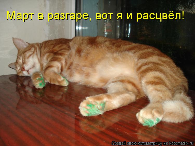Котоматрица: Март в разгаре, вот я и расцвёл!