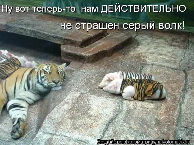 Ну вот теперь-то нам ДЕЙСТВИТЕЛЬНО не страшен серый волк!... Котоматрица: Ну вот теперь-то нам ДЕЙСТВИТЕЛЬНО не страшен серый волк!