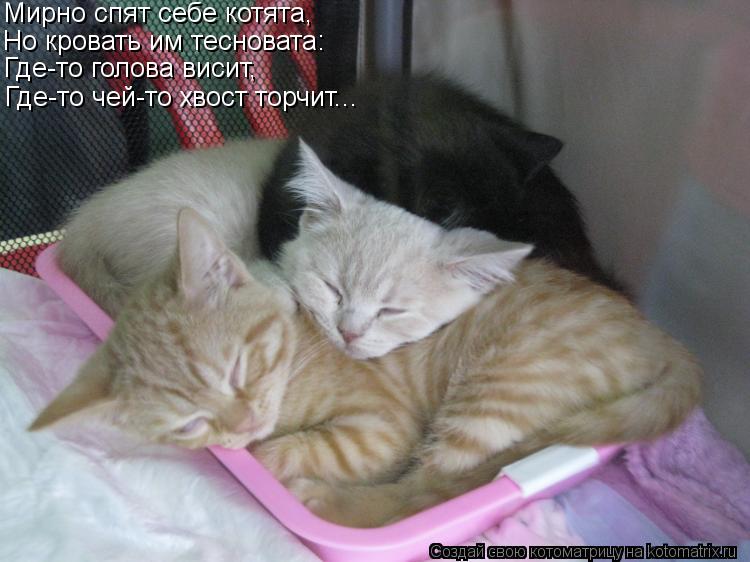 Мирно спят себе котята, Но кровать им тесновата: Где-то голова висит, Где-то чей-то хвост торчит...... Котоматрица: Мирно спят себе котята, Но кровать им тесновата: Где-то голова висит, Где-то чей-то хвост торчит...
