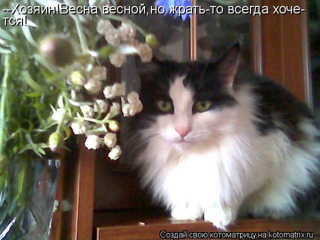 --Хозяин!Весна весной,но жрать-то всегда хоче- тся!... Котоматрица: --Хозяин!Весна весной,но жрать-то всегда хоче- тся!