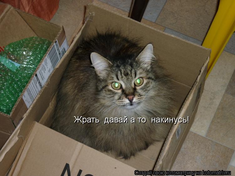 Жрать давай а то накинусь! Жрать давай а то накинусь!... Котоматрица: Жрать давай а то накинусь! Жрать давай а то накинусь!