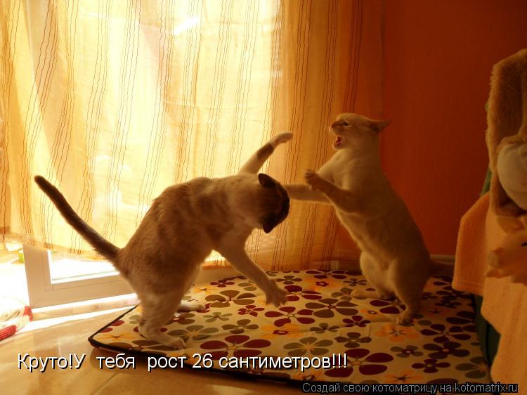 Круто!У тебя рост 26 сантиметров!!!... Котоматрица: Круто!У тебя рост 26 сантиметров!!!