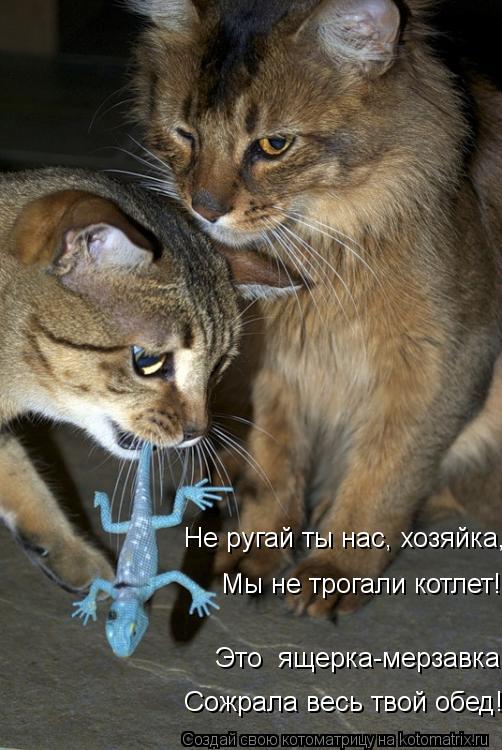 Это ящерка-мерзавка Мы не трогали котлет! Не ругай ты нас, хозяйка, Сожрала весь твой обед!... Котоматрица: Это ящерка-мерзавка Мы не трогали котлет! Не ругай ты нас, хозяйка, Сожрала весь твой обед!