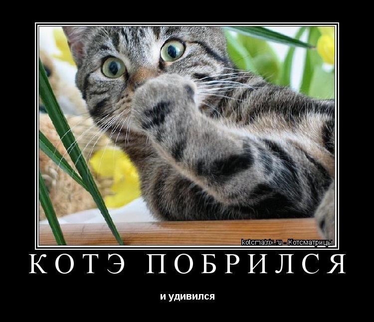 Котоматрица: котэ побрился и удивился
