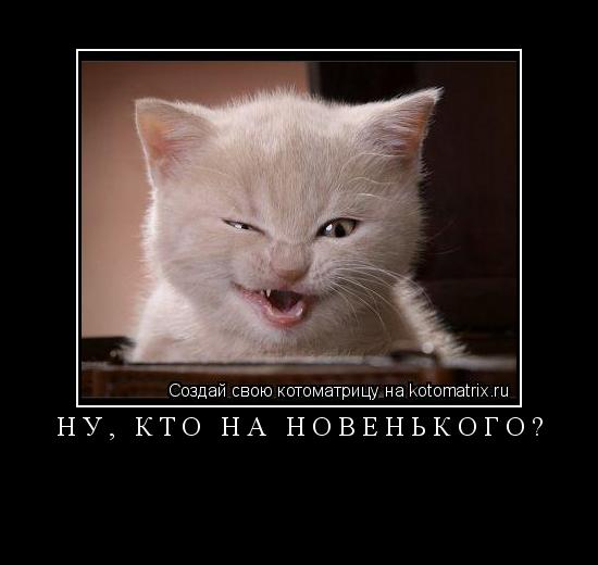 Котоматрица: Ну, кто на новенького? 
