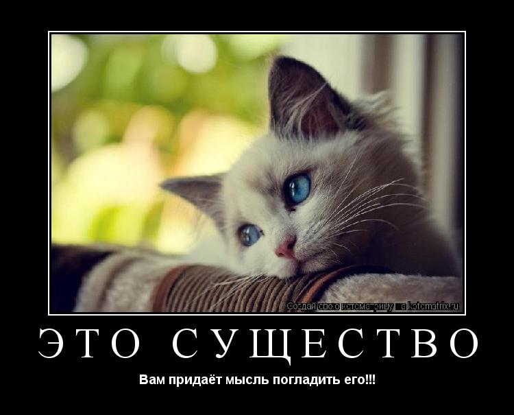 Котоматрица: ЭТО СУЩЕСТВО Вам придаёт мысль погладить его!!!