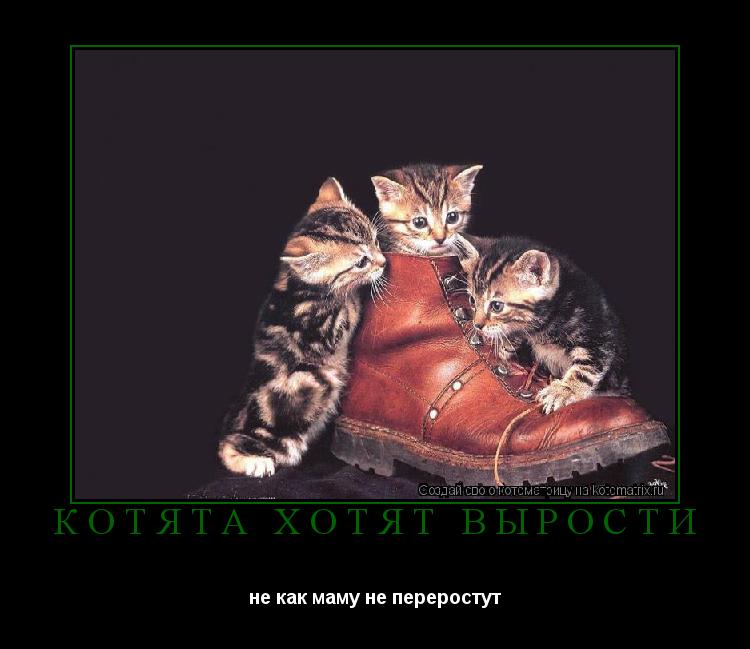Котоматрица: котята хотят вырости не как маму не переростут
