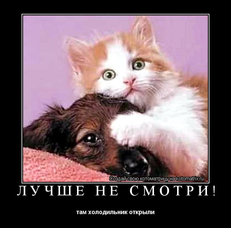 Котоматрица: лучше не смотри! там холодильник открыли