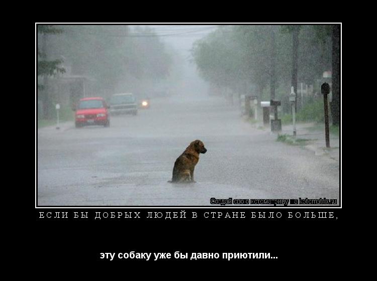 Котоматрица: Если бы добрых людей в стране было больше, эту собаку уже бы давно приютили...