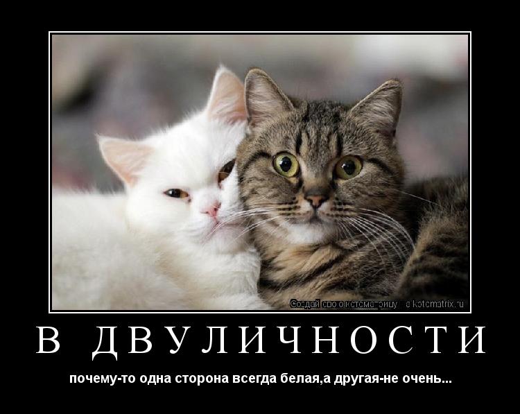 Котоматрица: В двуличности почему-то одна сторона всегда белая,а другая-не очень...