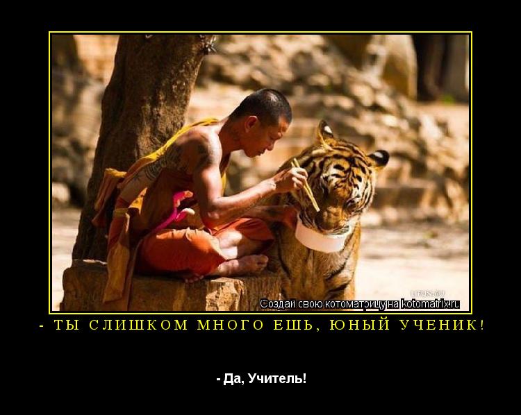 - Ты слишком много ешь, юный ученик! - Да, Учитель!... Котоматрица: - Ты слишком много ешь, юный ученик! - Да, Учитель!