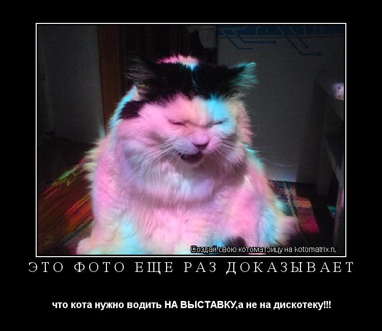 Котоматрица: Это фото ещё раз ДОКАЗЫВАЕТ что кота нужно водить НА ВЫСТАВКУ,а не на дискотеку!!!