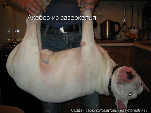 Котоматрица: Акабос из зазеркалья