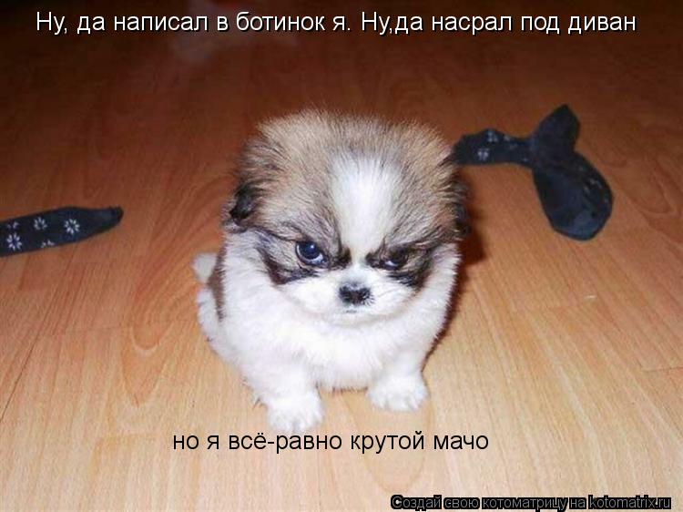Котоматрица: Ну, да написал в ботинок я. Ну,да насрал под диван но я всё-равно крутой мачо