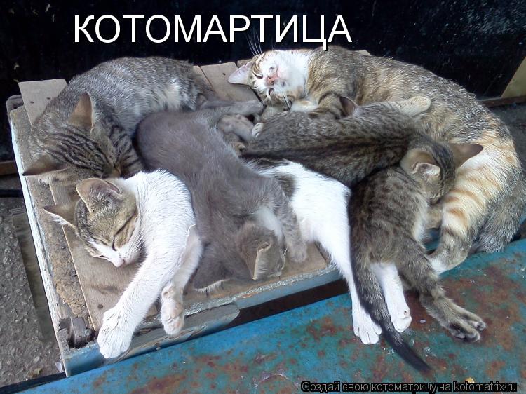 Котоматрица: КОТОМАРТИЦА