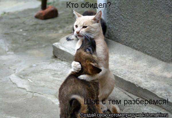 Котоматрица: Кто обидел? Щас с тем разберёмся!