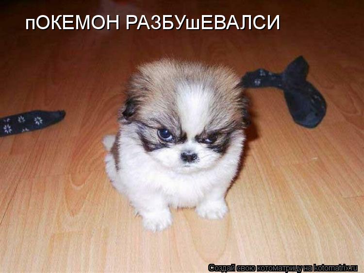 Котоматрица: пОКЕМОН РАЗБУшЕВАЛСИ