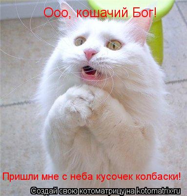 Котоматрица: Ооо, кошачий Бог! Пришли мне с неба кусочек колбаски!