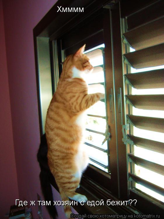 Котоматрица: Хмммм Где ж там хозяин с едой бежит??