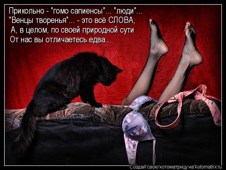 Котоматрица: Прикольно - "гомо сапиенсы"... "люди"... "Венцы творенья"... - это всё СЛОВА, А, в целом, по своей природной сути От нас вы отличаетесь едва...