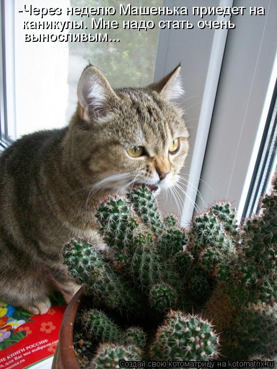 Котоматрица: -Через неделю Машенька приедет на  каникулы. Мне надо стать очень  выносливым...