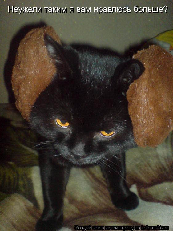 Котоматрица: Неужели таким я вам нравлюсь больше?
