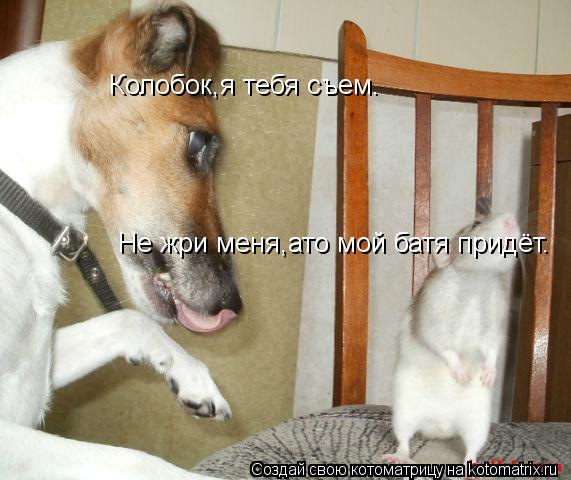 Котоматрица: Колобок,я тебя съем. Не жри меня,ато мой батя придёт.