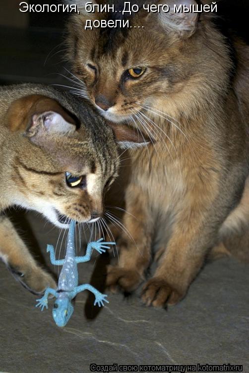 Котоматрица: Экология, блин..До чего мышей  довели....