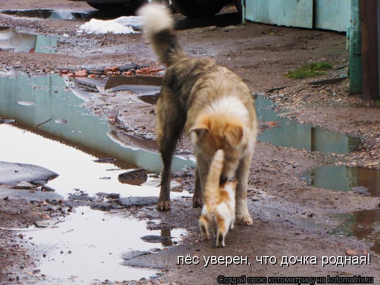 Котоматрица: пёс уверен, что дочка родная!