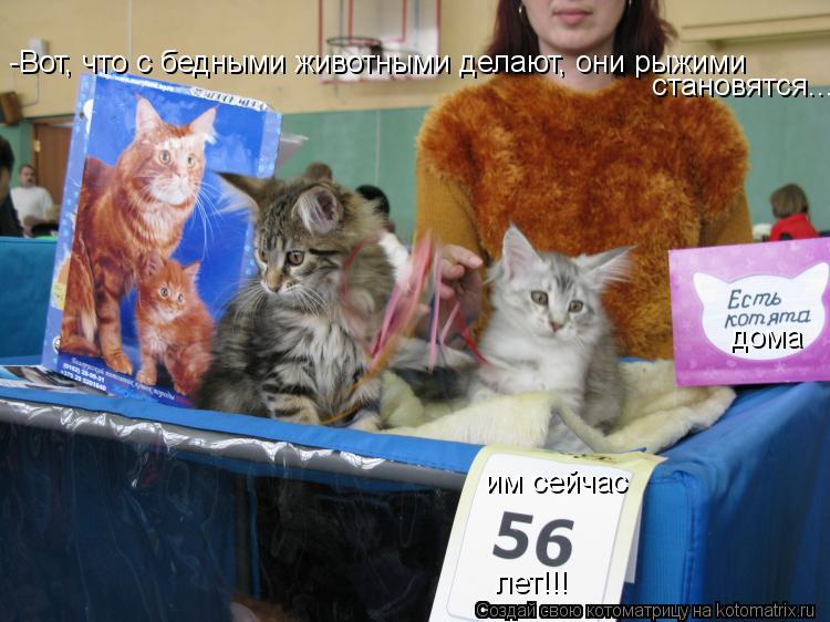 Котоматрица: дома -Вот, что с бедными животными делают, они рыжими  становятся... им сейчас лет!!!