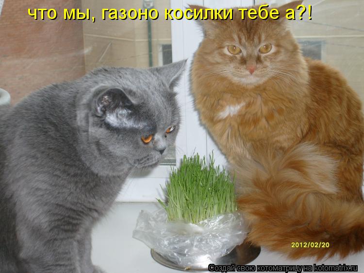 Котоматрица: что мы, газоно косилки тебе а?!
