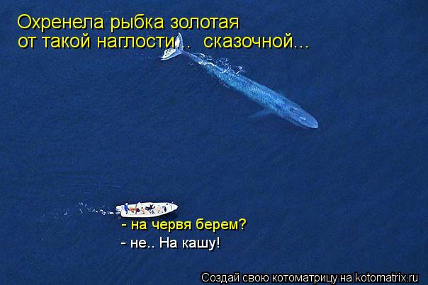 Котоматрица: Охренела рыбка золотая от такой наглости...  сказочной... - на червя берем? - не.. На кашу!