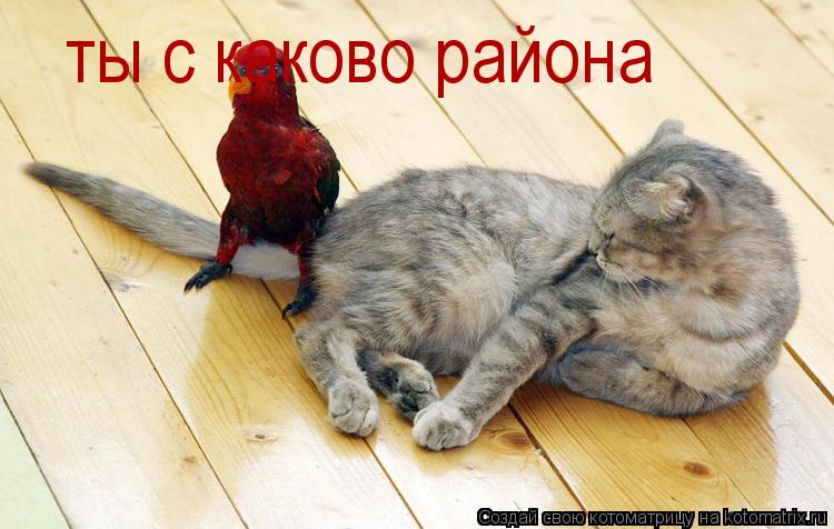 Котоматрица: ты с каково района