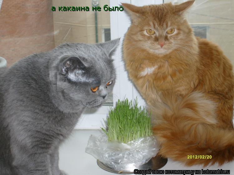 Котоматрица: а какаина не было