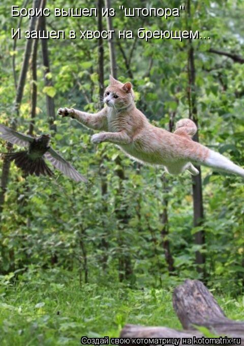 Котоматрица: Борис вышел из "штопора" И зашел в хвост на бреющем...