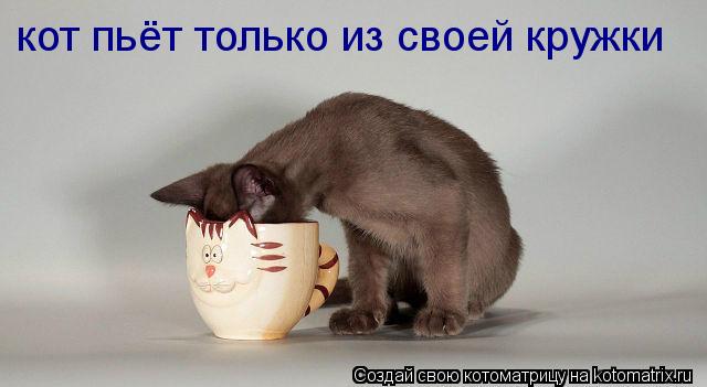 Котоматрица: кот пьёт только из своей кружки