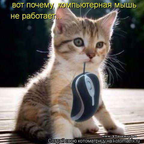 Котоматрица: вот почему, компьютерная мышь  не работает...