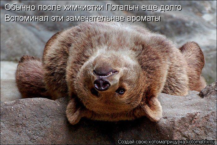 Котоматрица: Обычно после химчистки Потапыч еще долго  Вспоминал эти замечательнве ароматы