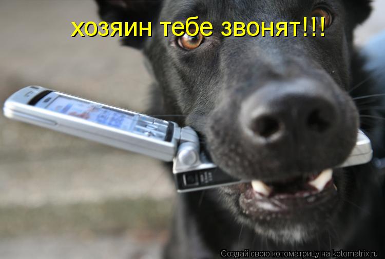 Котоматрица: хозяин тебе звонят!!!