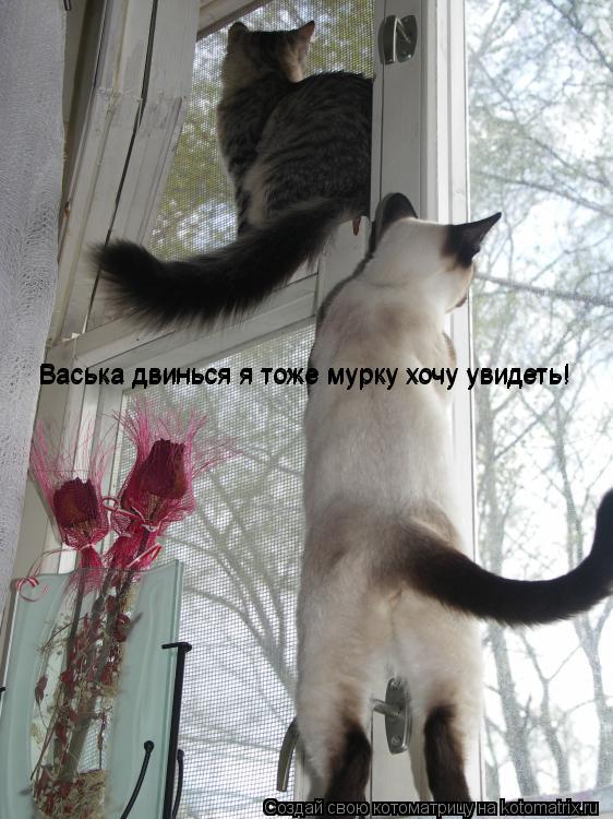 Котоматрица: Васька двинься я тоже мурку хочу увидеть!                Васька двинься я тоже мурку хочу увидеть!