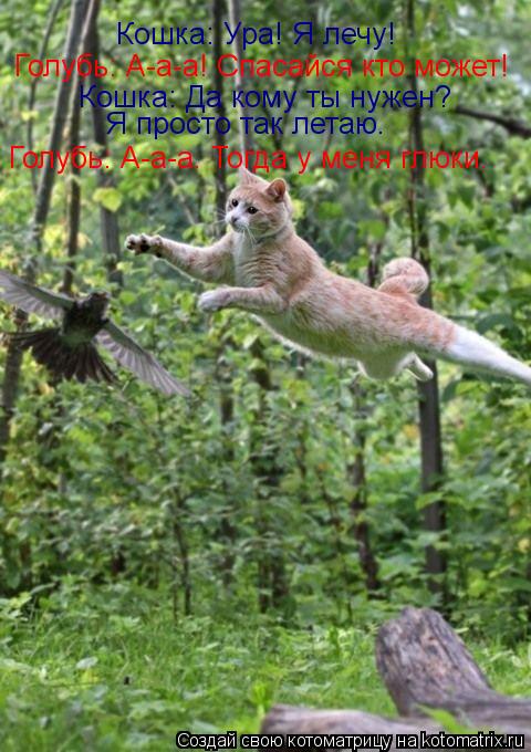 Котоматрица: Кошка: Ура! Я лечу! Голубь: А-а-а! Спасайся кто может! Кошка: Да кому ты нужен? Я просто так летаю. Голубь: А-а-а. Тогда у меня глюки.